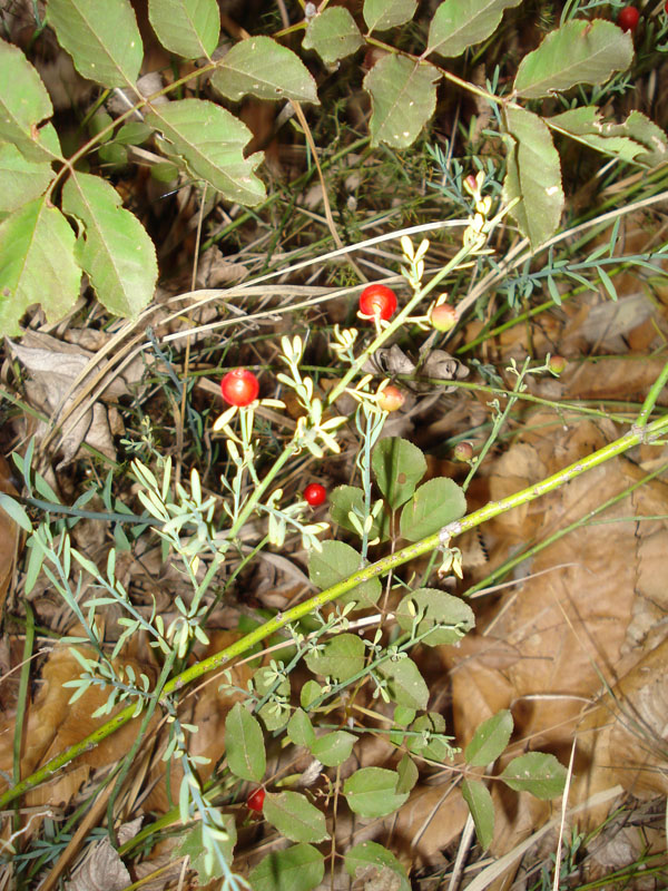 Osyris alba L.